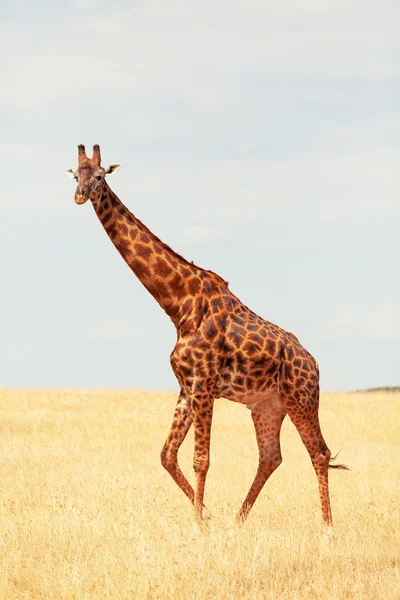 在马赛马拉的长颈鹿 — 图库照片