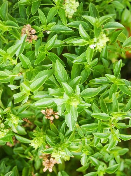 Crescente planta de manjericão — Fotografia de Stock