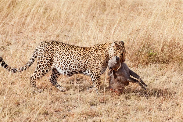 Masai Mara kadın leopard — Stok fotoğraf