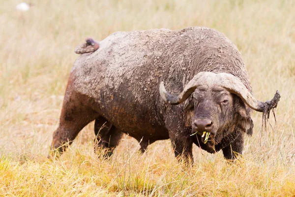 Buffalo en el Parque Nakuru — Foto de Stock