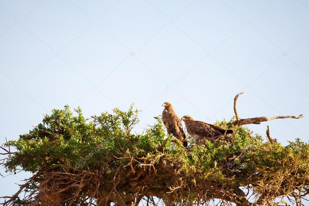 Tawny Eagles, Masai Mara