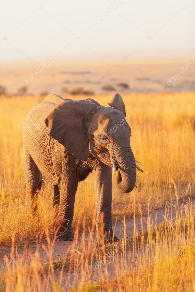 Elephant in Amboseli in Kenya