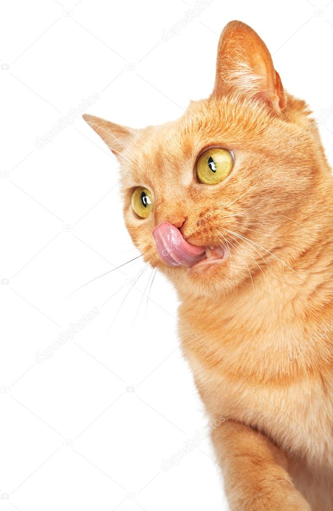 Cat licking with copy space