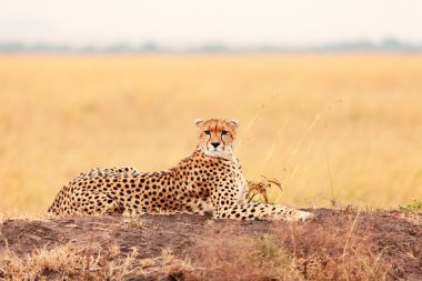 Masai Mara erkek çita