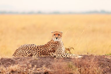 Male cheetah in Masai Mara clipart