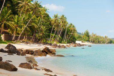 Koh Samui beach palmiye ağaçları ile