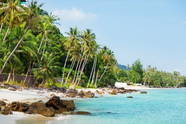 Koh Samui beach palmiye ağaçları ile