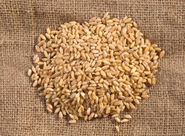 Olgun buğday taneleri