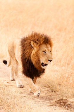 Masai Mara erkek aslan