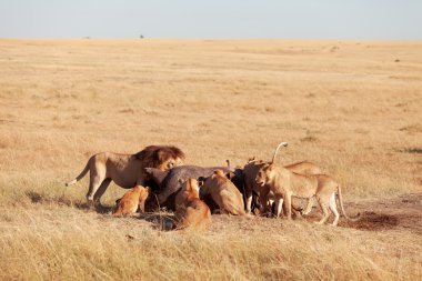 Masai Mara aslan gurur