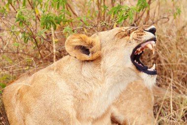 Masai Mara dişi aslan