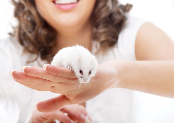 Ratón blanco en manos femeninas — Foto de Stock