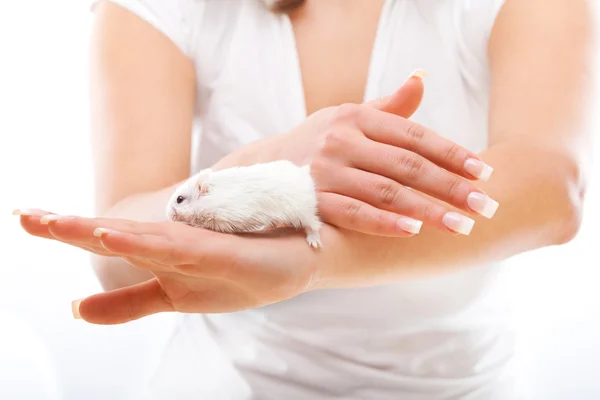 Topo bianco nelle mani femminili — Foto Stock