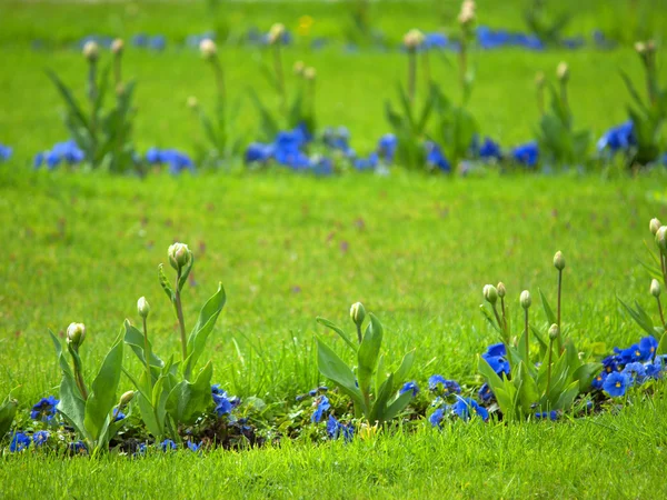 Wiosna piękny kwiat pole — Zdjęcie stockowe