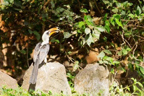 Hornbill at Baringo Lake — Stock Photo, Image