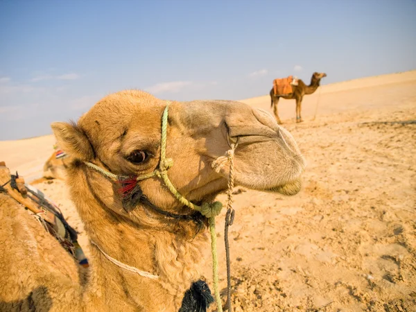 Camelos no deserto — Fotografia de Stock