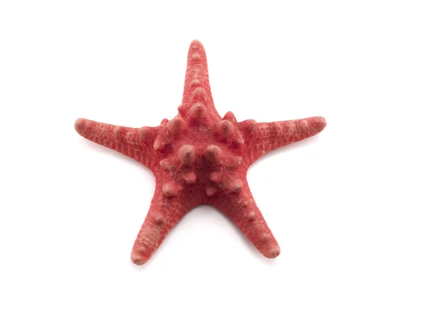 Röd sjöstjärna på vit bakgrund — Stockfoto