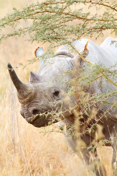 Sort næsehorn i Nakuru Park - Stock-foto