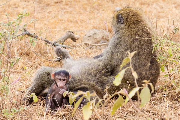 Babianer med baby, Kenya — Stockfoto
