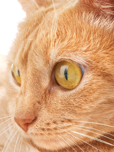かわいい赤猫の分離 — ストック写真