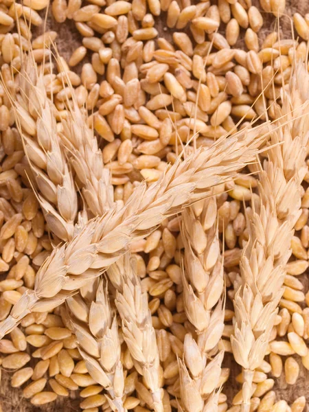 Roher Weizen im Hintergrund — Stockfoto