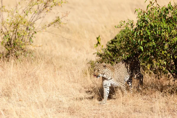 Female leopard in Masai Mara — Stock Photo, Image