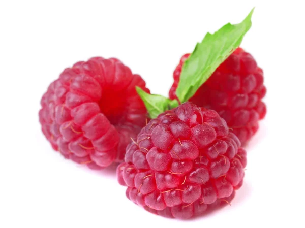 Red Raspberries on white background — Stock Photo, Image