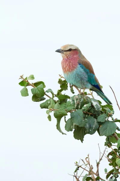 Lilac-Breasted Roller on a tree — Stock Photo, Image
