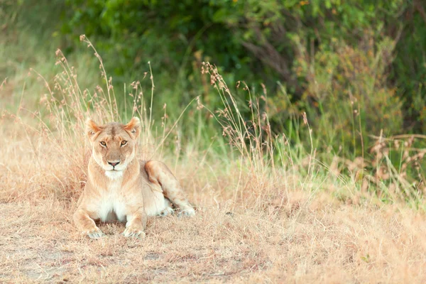 Masai Mara dişi aslan — Stok fotoğraf
