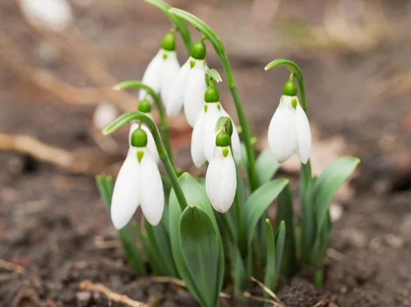 Cluster of snowdrops close up — Stock Photo, Image
