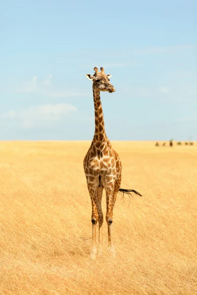 Żyrafa w Masai Mara w Kenii — Zdjęcie stockowe
