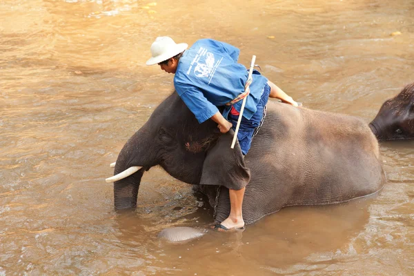 Thai man-fürdőzés az elefánt a folyó — Stock Fotó