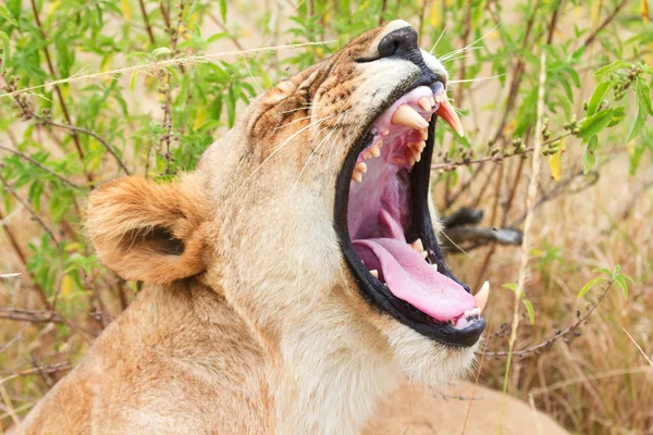 A Masai Mara nőstény oroszlán — Stock Fotó