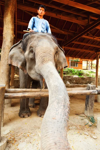 Maesa ελέφαντα στρατόπεδο, Ταϊλάνδη — Φωτογραφία Αρχείου