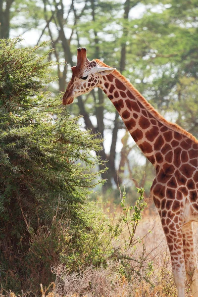 在安博塞利、 肯尼亚的长颈鹿 — 图库照片