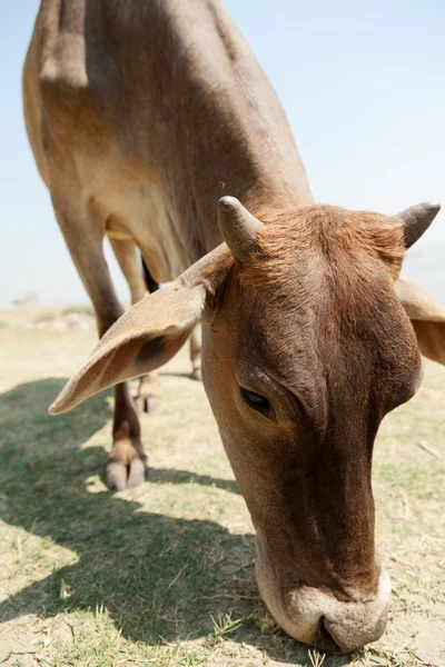 Ox in Mingun, Myanmar — Stock Photo, Image