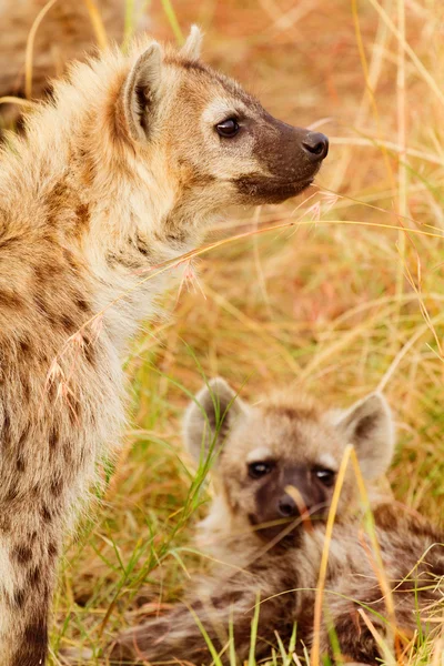 Μητέρα στίγματα ύαινα με cub — Φωτογραφία Αρχείου