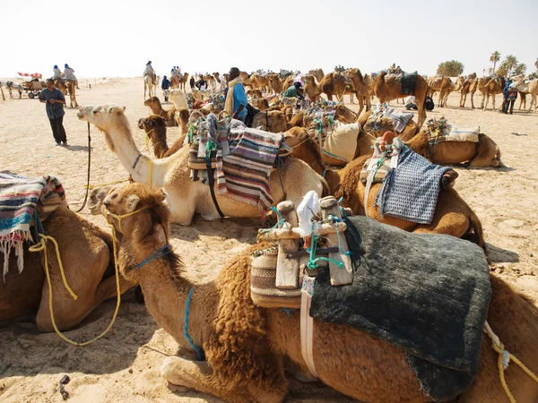 Καμήλες τροχόσπιτο στη Σαχάρα — Φωτογραφία Αρχείου