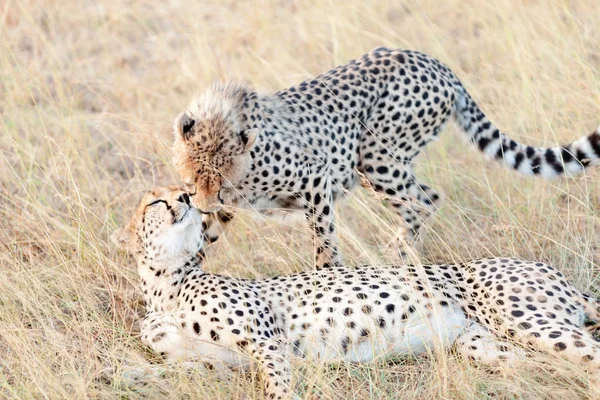 Två geparder liggande i gräset — Stockfoto