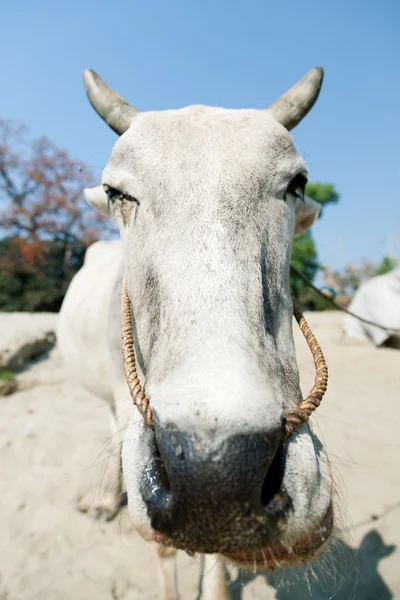 Ox in Mingun, Myanmar — Stock Photo, Image