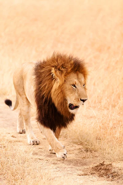 León macho en Masai Mara —  Fotos de Stock