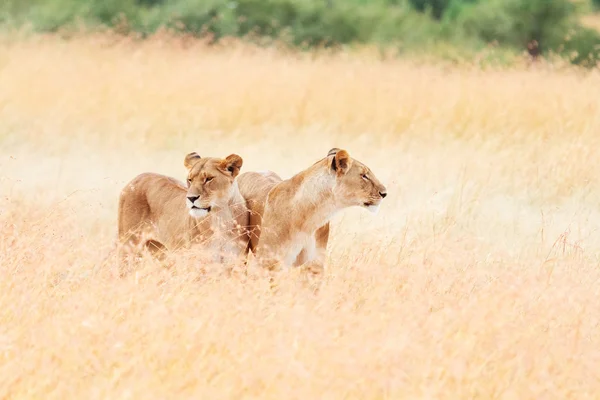 Masai Mara çimenlerde yürüyüş lionesses — Stok fotoğraf