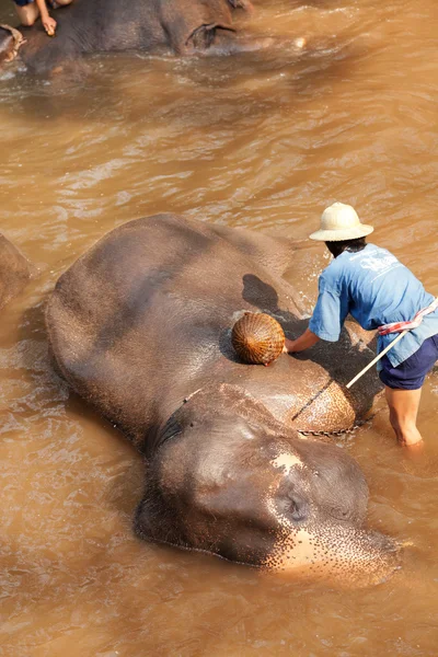 Hombre tailandés bañando su elefante en el río — Foto de Stock