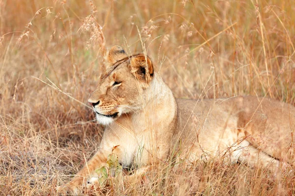 Leão fêmea em Masai Mara — Fotografia de Stock