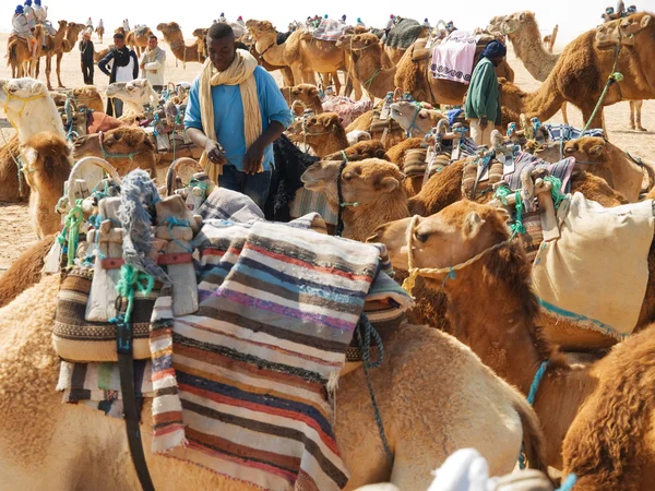 Kamelen caravan in de sahara — Stockfoto