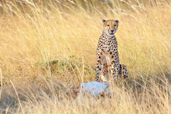 Mężczyzna gepard w Masai Mara — Zdjęcie stockowe