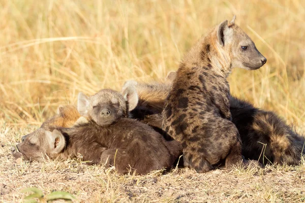 Baby's gevlekte hyena cubs — Stockfoto