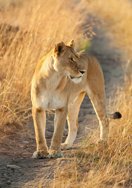 Masai Mara dişi aslan — Stok fotoğraf