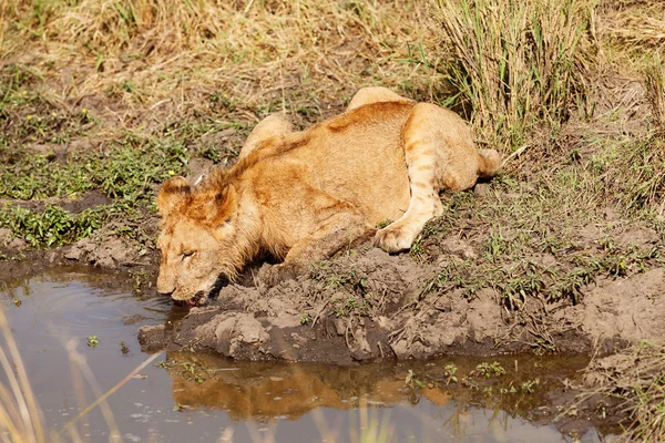 Jonge leeuw drinkwater — Stockfoto