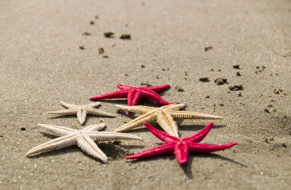 Starfishes na písku pozadí — Stock fotografie